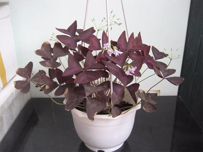 Chậu cây Bướm Đêm làm nổi bật bàn làm việc