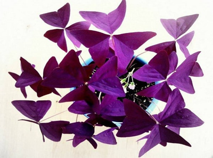 Mỗi chiếc lá như một chú Bướm Đêm xinh đẹp