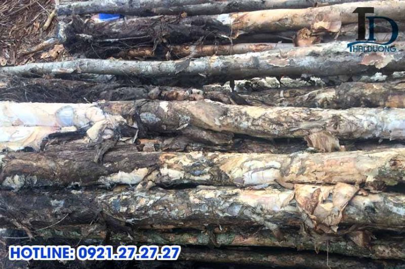 các loại cừ tràm tại Thái Dương