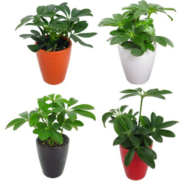 lợi ích của cây ngũ gia bì
