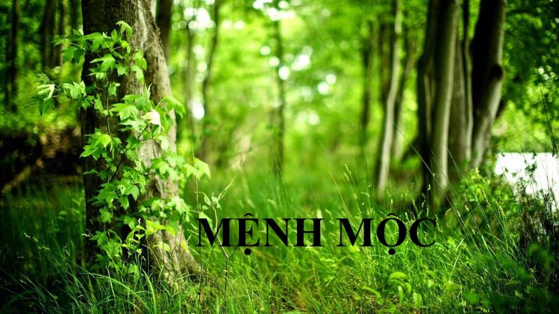 Phong thủy văn phòng làm việc cho người mệnh Mộc năm 2018