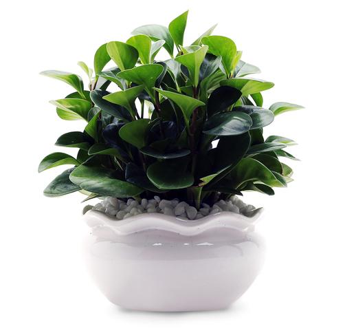 cây trường sinh