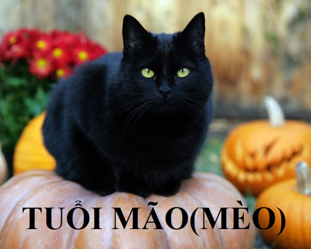 tuổi mão; phong thủy người tuổi mão; mèo