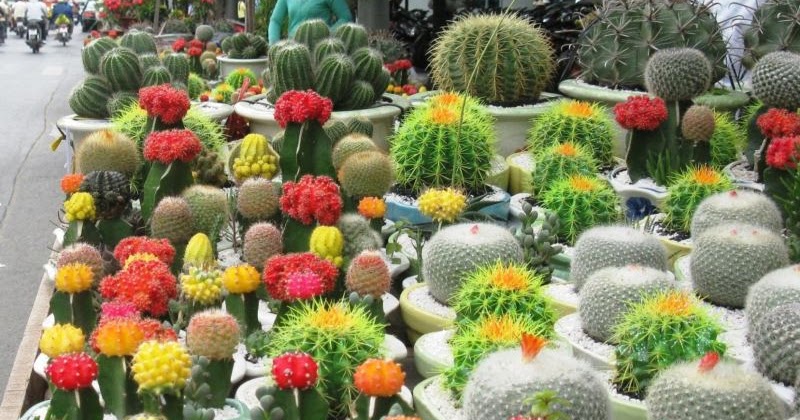 Phong thủy văn phòng cho người mệnh Hỏa năm 2018