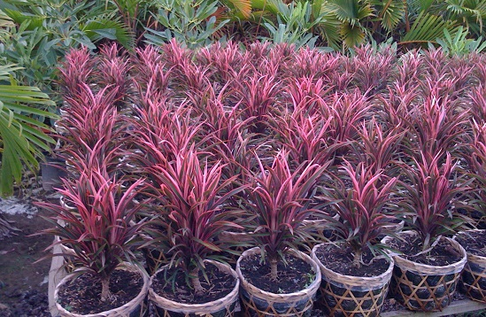 Ý nghĩa phong thủy của cây ánh dương