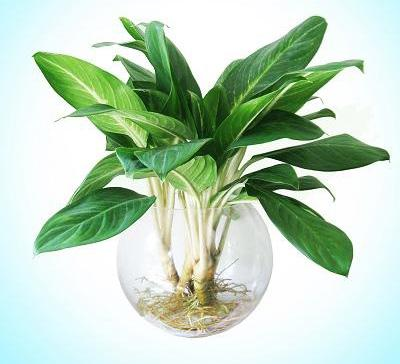 cach trong cay bach ma hoang tu va y nghia thuc su cua no