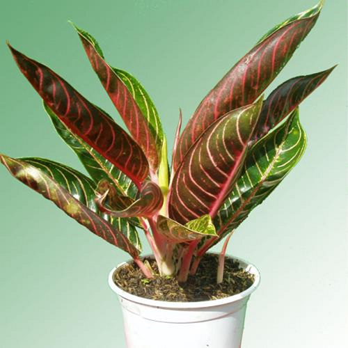 cach trong va y nghia phong thuy cua cay bao thanh thien