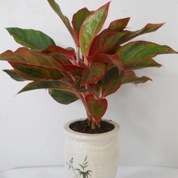 top 7 cay de ban lam viec theo phong thuy tot nhat