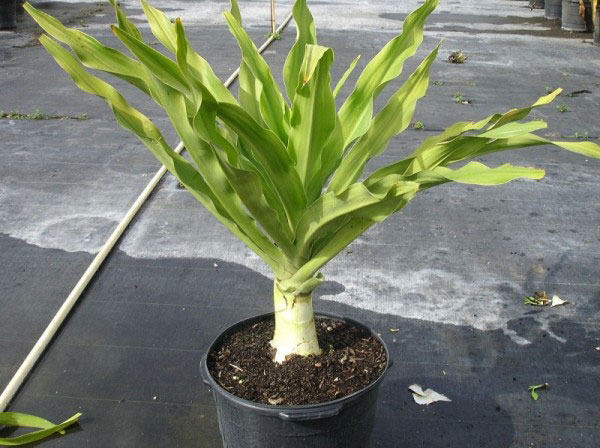 y nghia cua cay dai tuong quan trong phong thuy la gi 