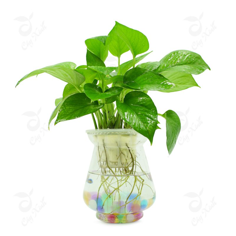 cach trong cay de vuong va y nghia phong thuy