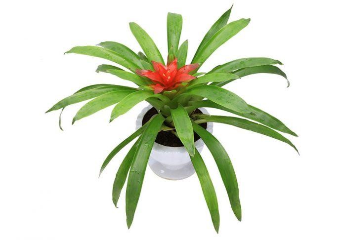 cach trong va y nghia phong thuy cua cay dua