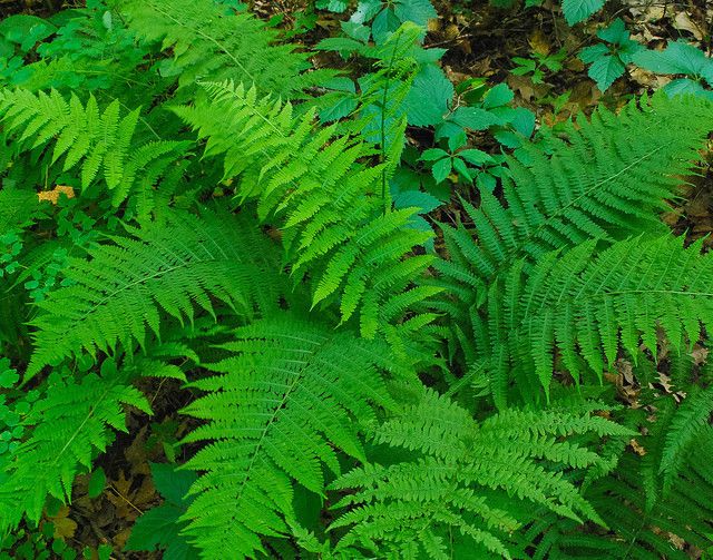 cach trong cay duong xi va nhung loi ich cua cay duong xi