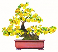 cach trong va y nghia phong thuy cua cay hoa mai