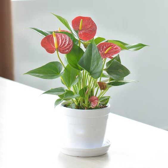 y nghia phong thuy va cach cham soc cay hong mon