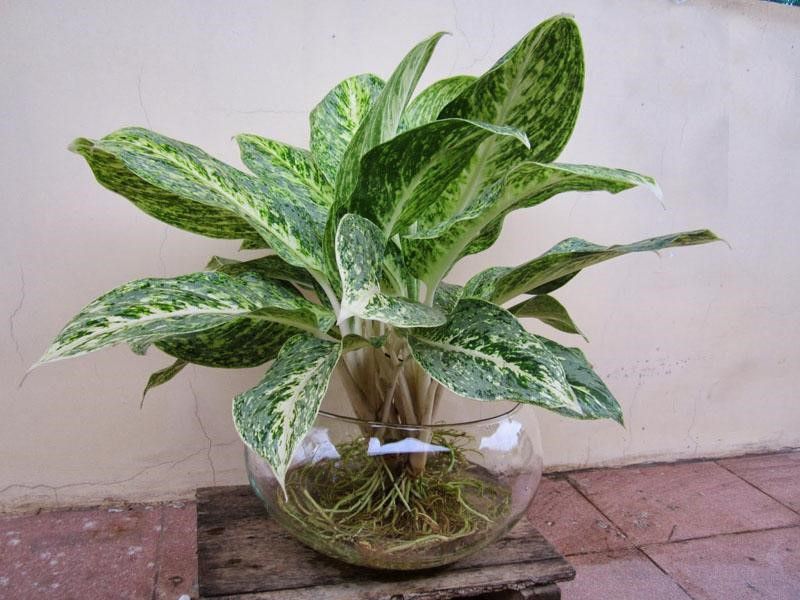 co nen trong cay phong thuy trong van phong hay khong 