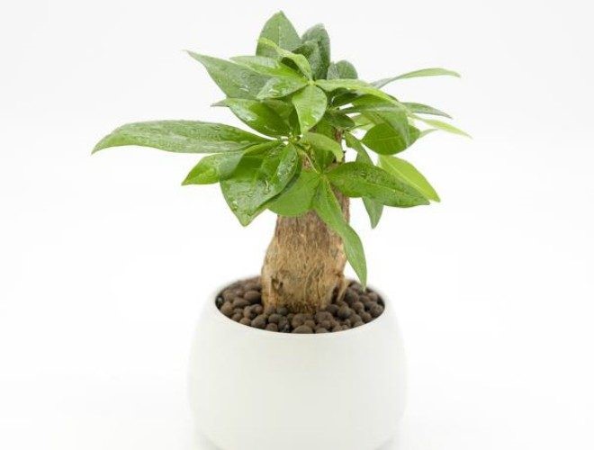 cay kim ngan  loi ich y nghia phong thuy va cham soc dung cach