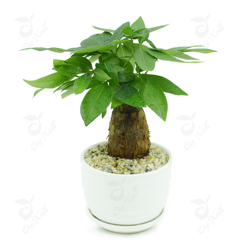 top 5 cay phong thuy cho nguoi menh hoa