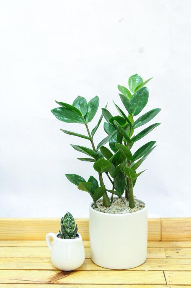 cach trong va y nghia phong thuy cua cay hop menh kim