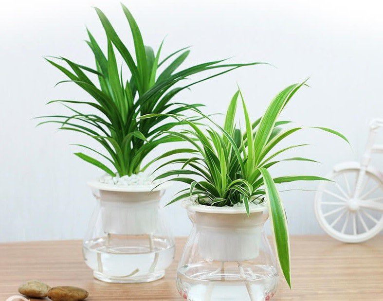 cach trong va y nghia phong thuy cua cay lan chi