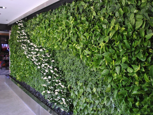 cach trong va y nghia phong thuy cua cay leo tuong