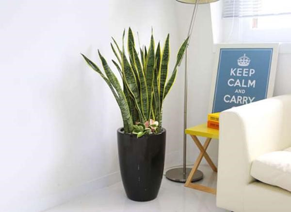 cay luoi ho va cong dung tuyet voi cho suc khoe moi nguoi