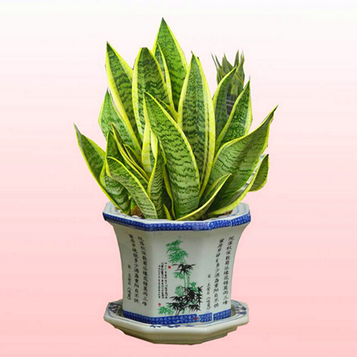 top 5 cay phong thuy cho nguoi menh tho