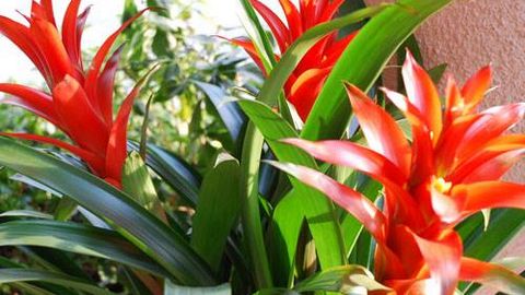 y nghia cua cay nen do dat trong van phong ngay tet