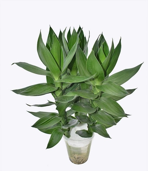 top 5 cay phong thuy cho nguoi menh kim