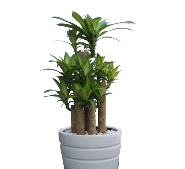 cach trong va y nghia phong thuy cua cay thanh lan