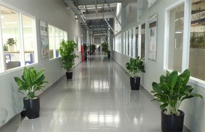 cay van nien thanh y nghia va cach cham soc van nien thanh