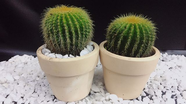 y nghia phong thuy cua cay xuong rong ma it nguoi biet