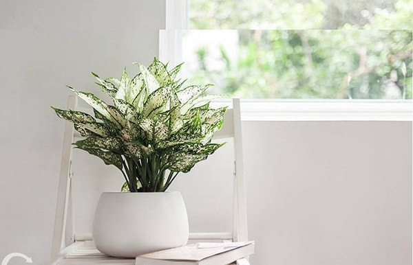 cay ngoc ngan hop menh gi  y nghia phong thuy nhu the nao 