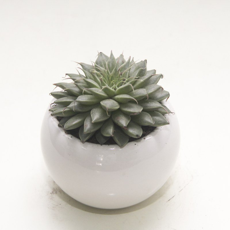 cach trong va y nghia phong thuy cua cay sen da