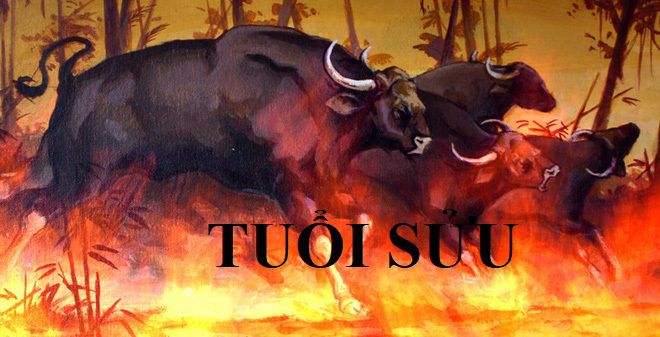 phong thuy van phong lam viec nguoi tuoi suu